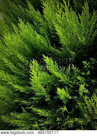 Thuja, Green Tree Close-up Nature. Photo. Fresh