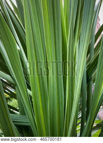 Palm Leaves Close-up. Photo. Green Leaves. Fresh