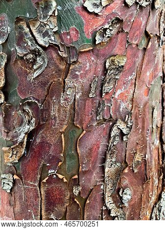 Maple Grey. Tree Bark In Daylight. Old Tree