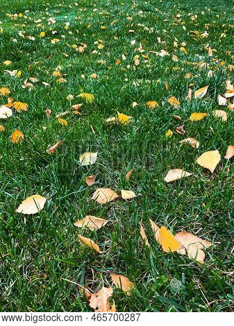 Yellow Leaves Lie On Green Grass. Fresh. Photo