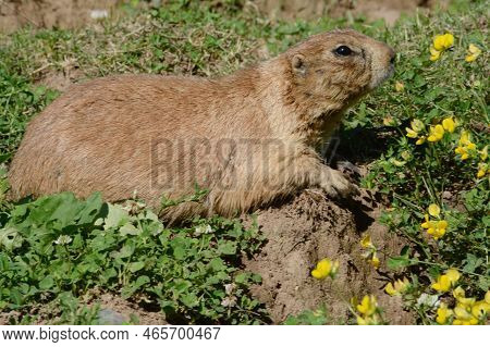 Bright Summer Closeup Of A North American Prairie Dog Laying On Top Of Its Den In A Meadow.