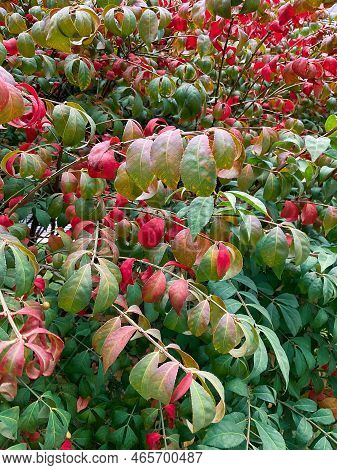 Red-green Leaves In Autumn In Daylight. Photo