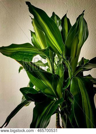 Dracaena. Home Plant. Photo. Green Leaves. Fresh