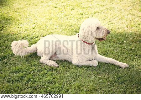 South Russian Sheepdog Ovcharka. White Dog In Red Collar. Pet Relax Outdoor In Summer Park.