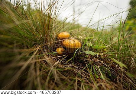 Buttercup Mushrooms (latin Suillus Luteus) Is A Yellow Mushroom Growing In The Forest In Autumn.