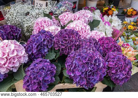 Estonia, Tallinn - July 21, 2022: Closeup Of Purple Hortensia Flowers On Market Along Viru Streeet. 