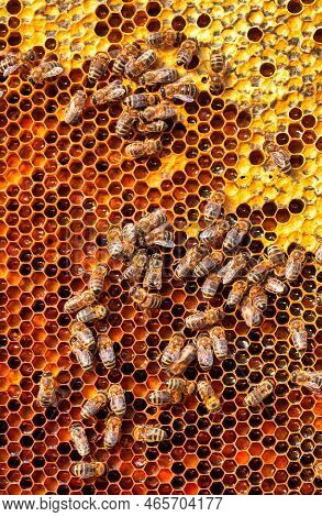 Bees On Honeycomb Honey And Pollen Abstract Natural Background.
