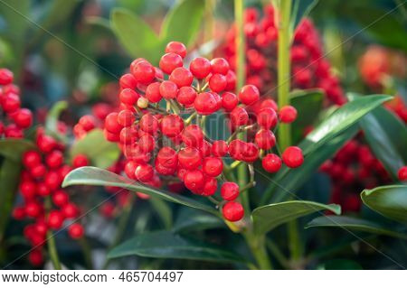 Red Berries Of Winter Blossoming Garden Plant, Evergreen Skimmia Japonica  Ornamental Plant