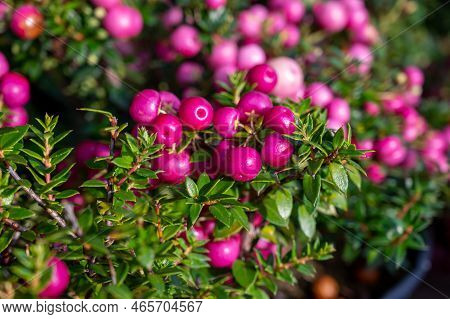 Beautiful Garden Plant For Winter With Red Or Pink Berries Gaultheria Teaberry Plant