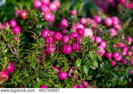 Beautiful Garden Plant For Winter With Red Or Pink Berries Gaultheria Teaberry Plant