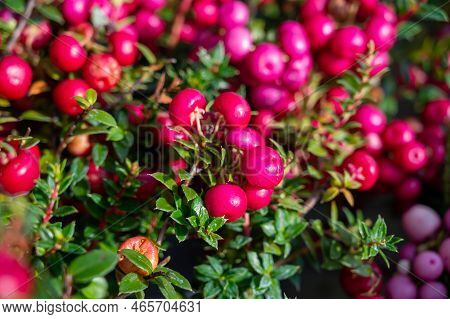 Beautiful Garden Plant For Winter With Red Or Pink Berries Gaultheria Teaberry Plant