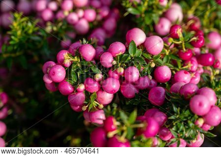 Beautiful Garden Plant For Winter With Red Or Pink Berries Gaultheria Teaberry Plant