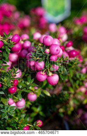 Beautiful Garden Plant For Winter With Red Or Pink Berries Gaultheria Teaberry Plant