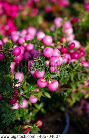 Beautiful Garden Plant For Winter With Red Or Pink Berries Gaultheria Teaberry Plant