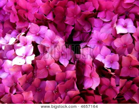 Hydrangea Macrophylla