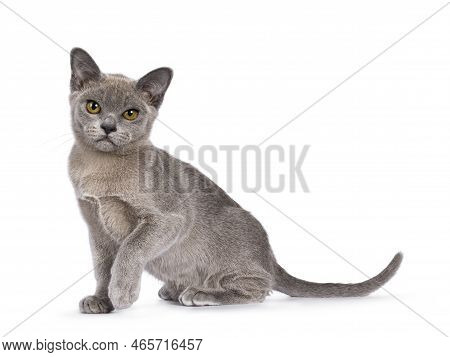Cute F2 Burmese Cat Kitten, Sitting Up Side Ways With One Paw Playful Up. Looking Towards Camera. Is