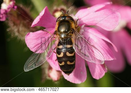Natural Dorsal Closeup On A Yellow-clubbed , Scaeva Selenitica Sitting On A Pink Flower