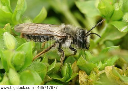 Natural Closeup On A Male Grey-backed Mining Bee, Andrena Vaga , Sitting In Geen Leafs