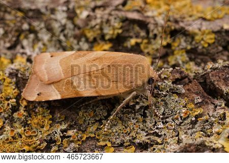 Detailed Closeup On A Pale Colored Yellow Underwing Mont, Noctua Fimbriata, Sitting On Wood