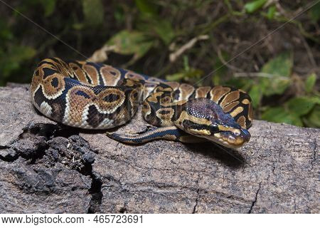 Ball Python Snake Python Regius On The Wild