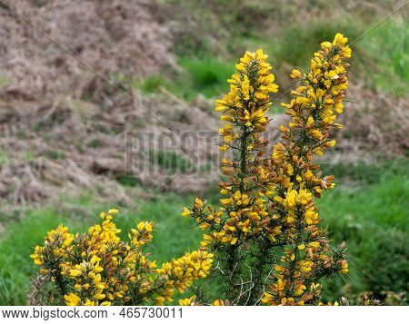 A Bush, Inflorescences Of Yellow Flowers, A Plant. Ulex Commonly Known As Gorse, Furze, Or Whin Is A