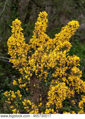A Bush, Inflorescences Of Yellow Flowers. Ulex Known As Gorse, Furze, Or Whin, Flowering Plants In T