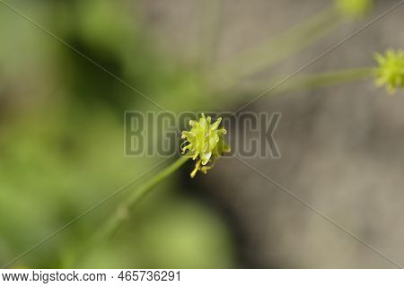 Wooly Buttercup Fruit In The Garden In Spring