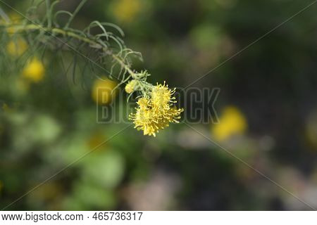 Goldilocks Aster Yellow Flowers In The Garden