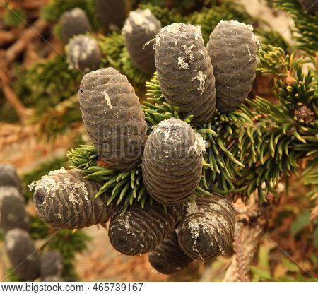 Subalpine Fir (abies Lasiocarpa) Cones In Wind River Range, Wyoming