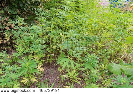 Cannabis Thickets In Christiania In Copenhagen, Denmark. Thickets Of Marijuana In The Free City Of C