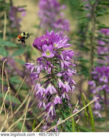 Rocky Mountain Beeplant With A Tri Colored Bumble Bee