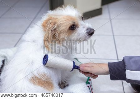 The Coat Of The Domestic Dog. Hand Of Boy Removing Dog Hair With Stickier Lint Roller.
