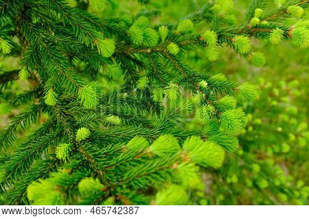 Background From Young Green Fir-tree Branches With Small Needles. Growing New Evergreen Fir Tree Wit