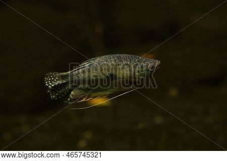 The Three Spot Gourami, Opaline Gourami, Blue Gourami,  Gold Gourami (trichopodus Trichopterus).