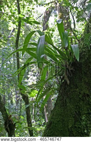 Plant Of Clamshell Or Cockleshell Orchid - Prosthechea Cochleata - In Fakahatchee Strand State Prese