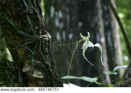 Ghost Orchid - Dendrophylax Lindenii - In Fakahatchee Strand State Preserve, Florida In Bloom..