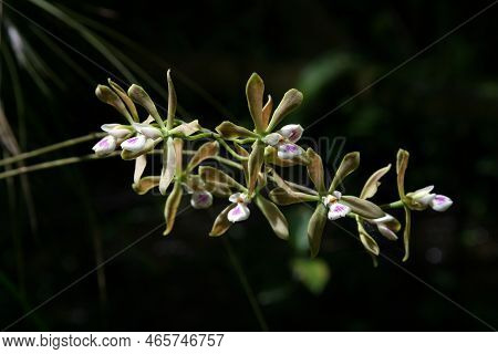 Butterfly Orchid - Encyclia Tampensis - In Bloom In Fakahatchee Strand State Preserve, Florida.