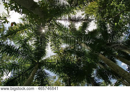 Stand Of Royal Palms - Roystonea Oleracea - In Fakahatchee Strand State Preserve, Florida.