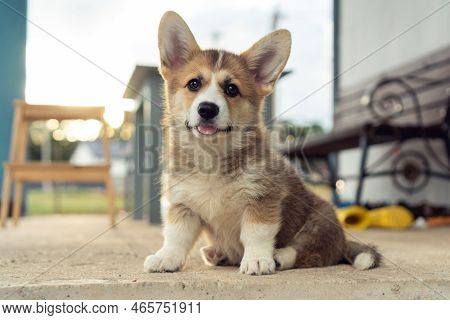 Portrait Of Charming Welsh Pembroke Corgi Puppy Sitting On Concrete Floor Near Bench In Summer Looki