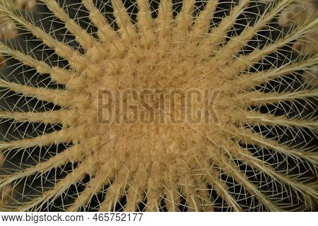 Echinocactus Grusonii Or Golden Barrel Cactus Without Flowers Close Up