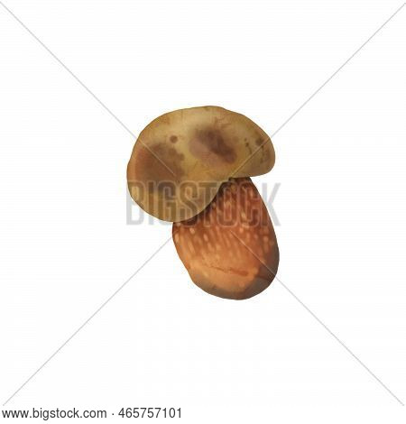 Watercolor Realistic Mushroom Lurid Bolete. Illustration Suillellus Luridus. Boletus Luridus