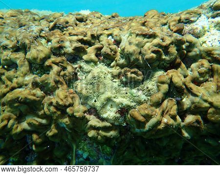 Variable Loggerhead Sponge (ircinia Variabilis) Undersea, Aegean Sea, Greece, Halkidiki