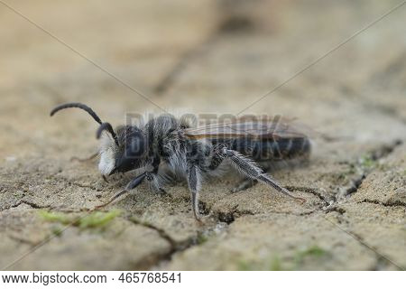 Detailed Closeup Of A Male Red-bellied Miner Mining Bee, Andrena Ventralis, Sitting On Wood