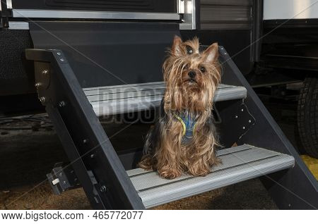 Curous Yorkie On A Camping Trailer's Steps At A Campsite
