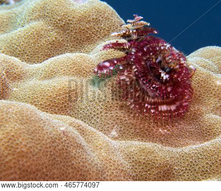 A Purple Christmas Tree Worm, Spirobranchus Giganteus Boracay Island Philippines