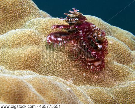 A Purple Christmas Tree Worm, Spirobranchus Giganteus Boracay Island Philippines