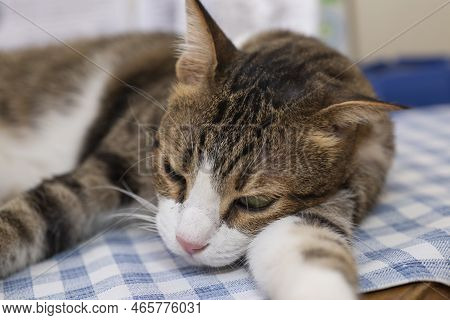Closeup Of Cute Domestic Tabby House Cat Felis Catus Relaxing Indoor At Home Lying On Table Half Asl