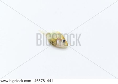 German Gold Ram Cichlid Fish Died Due To Bloated Abdomen. Isolated On White. Right Lower View.