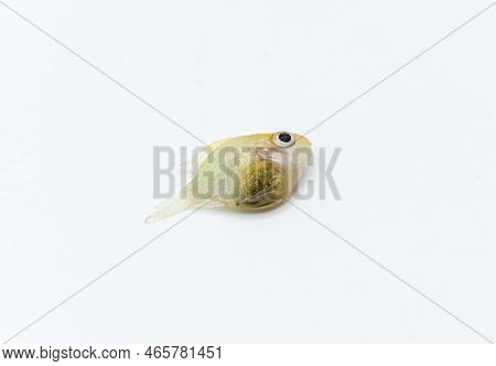 German Gold Ram Cichlid Fish Died Due To Bloated Abdomen. Isolated On White. Lower View.
