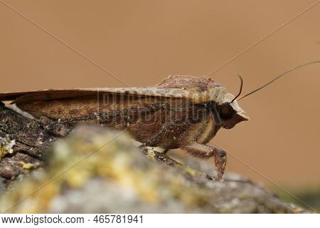 Detailed Closeup Of The Lesser Yellow Underwing , Noctua Comes On A Green Mossy Piece Of Wood